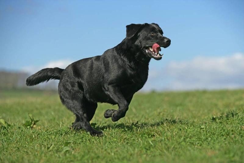 Labrador-retriever-canis-familiaris-black-running-89235