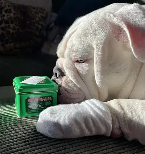 Maevis bag balm paw