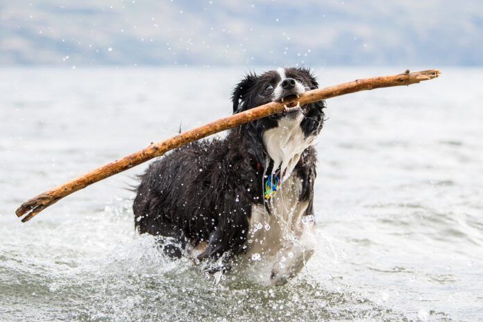 If your dog comes into the house after a day at the lake smelling like “seaweed” and there’s no time for a bath, a dog perfume might save the evening