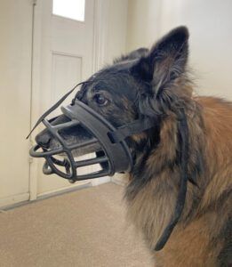 Model is a 45-pound Belgian Tervuren wearing a size 6.