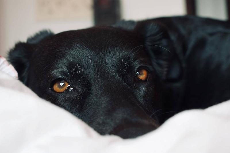 Tiago-catulo-YICn_OEqn4s-unsplash