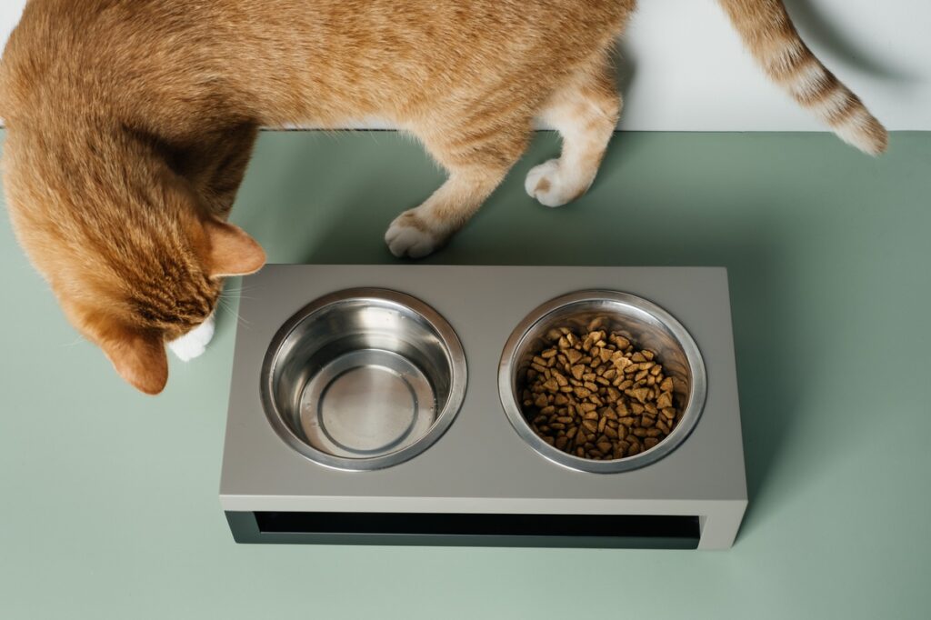Cat Feeder