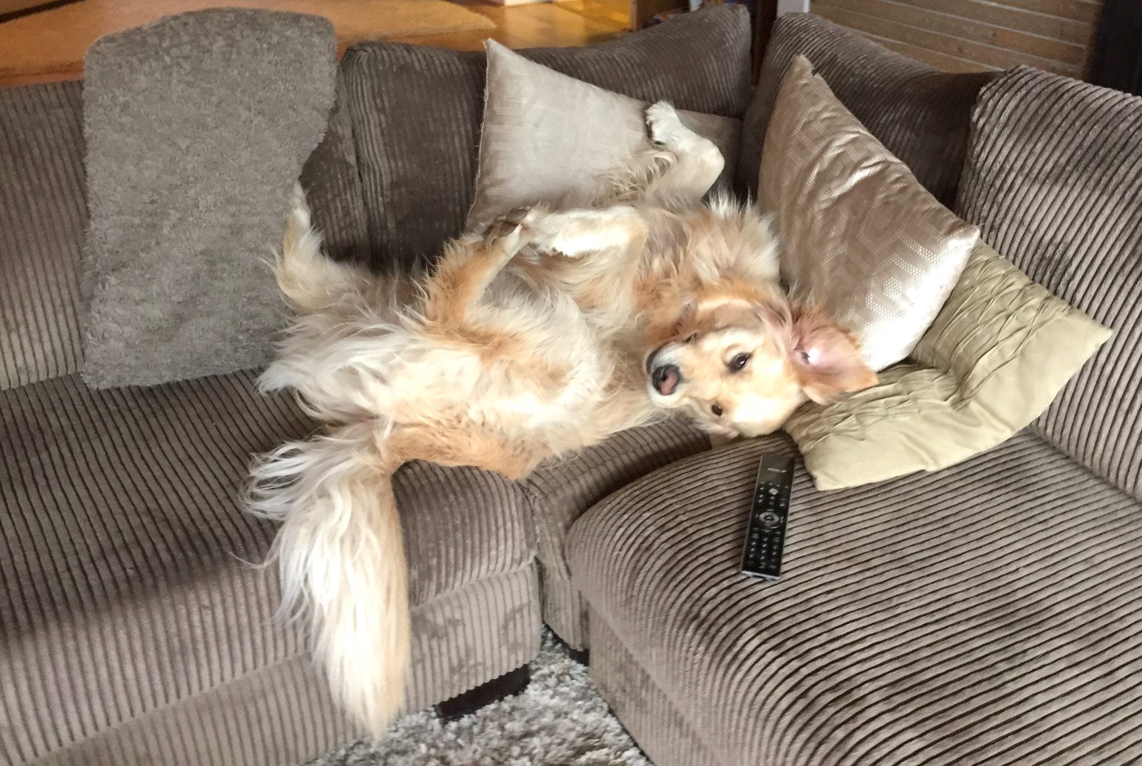 Golden retriever laying on couch