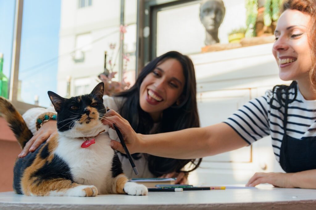 Adopting a Cat