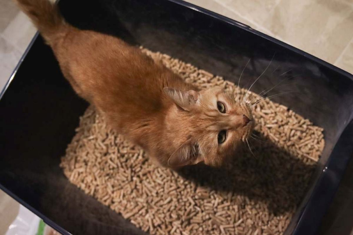 Cat using cat litter box