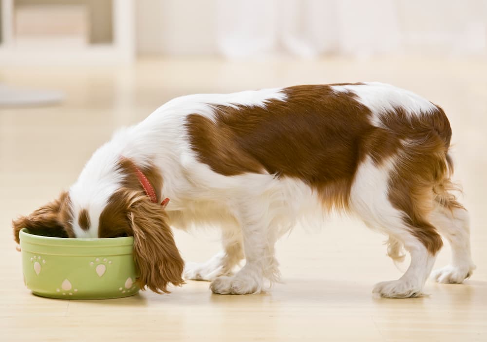Dog eating out of a bowl