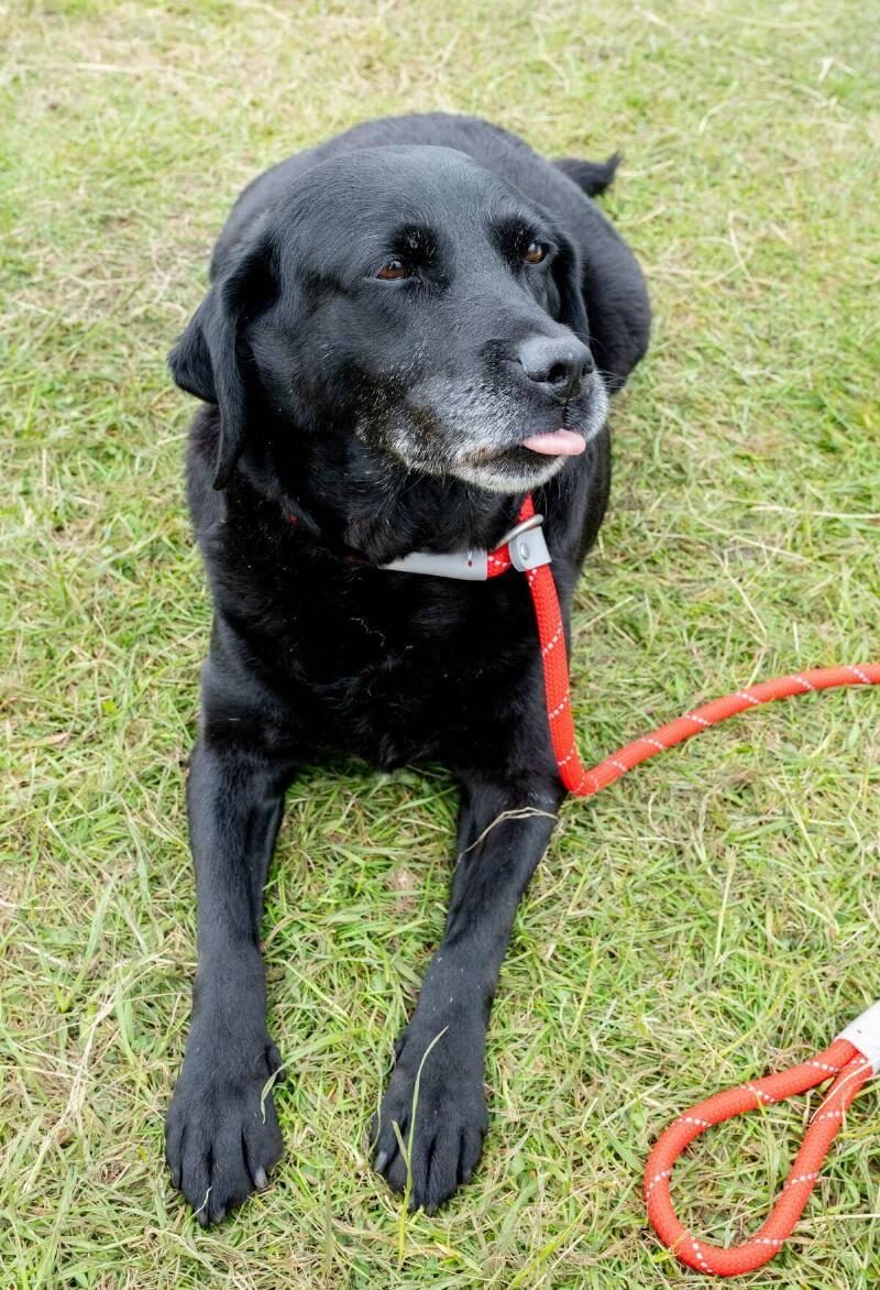 Dogfest-2024-10467