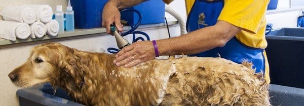 Professional groomer washing dog in grooming salon