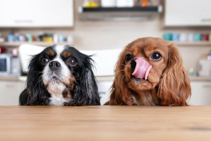 For most dogs, begging is a bad habit. If your dog is truly hungry and losing weight, it’s time to make a vet appointment to find out why
