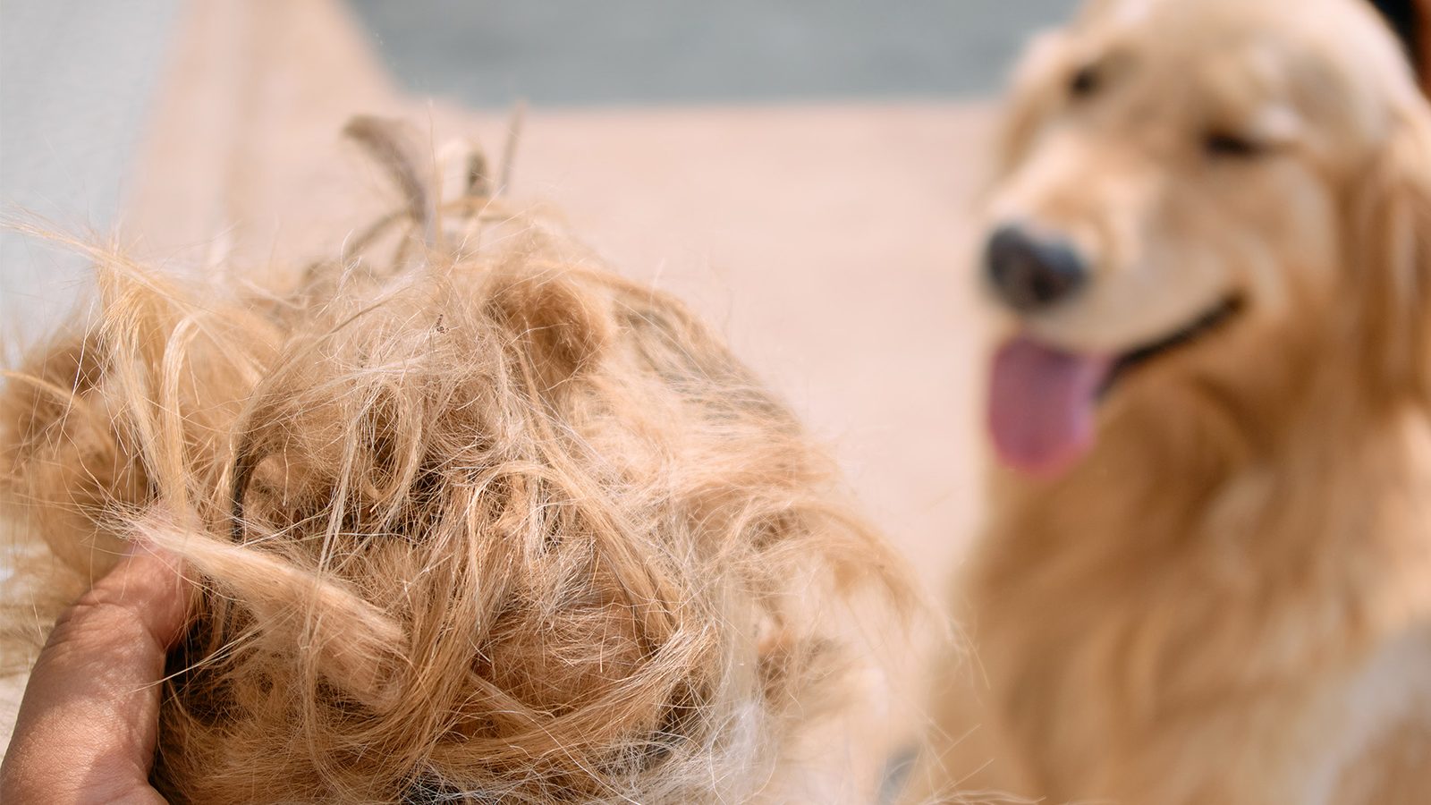 Person holding big handful of dog hair and golden retriever in the background